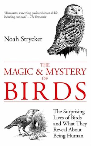 Magic & Mystery of Birds