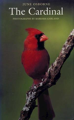 Cardinal