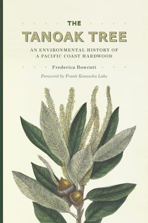 The Tanoak Tree