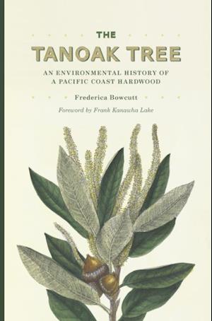 Tanoak Tree