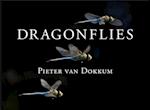 Dragonflies