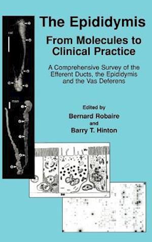 The Epididymis: From Molecules to Clinical Practice