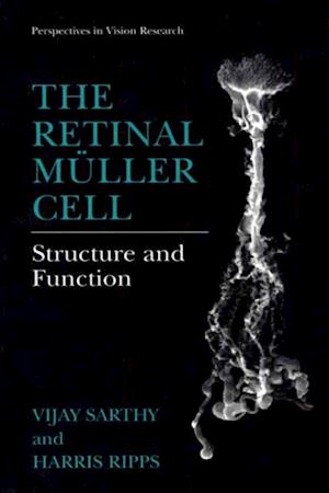 Retinal Muller Cell