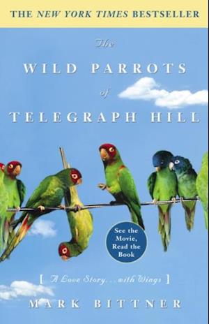 Wild Parrots of Telegraph Hill