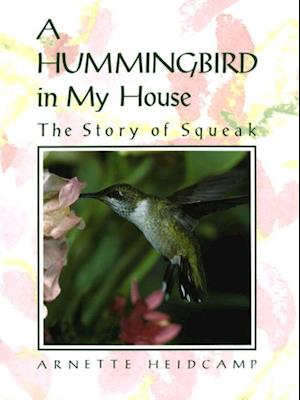 Hummingbird in My House