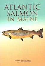 Atlantic Salmon in Maine