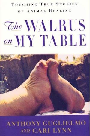 Walrus on My Table