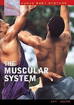 The Muscular System