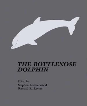 Bottlenose Dolphin