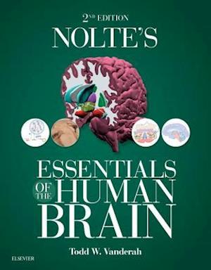 Nolte's Essentials of the Human Brain