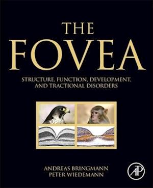 The Fovea