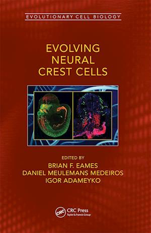 Evolving Neural Crest Cells