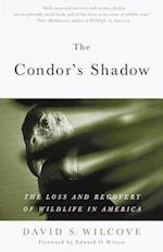 The Condor's Shadow