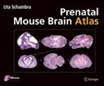 Prenatal Mouse Brain Atlas