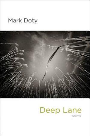 Deep Lane