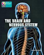 PYP L10 Brain and nervous system 6PK