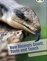 Bug Club Independent Non Fiction Year Two White A How Animals Smell, Taste and Touch