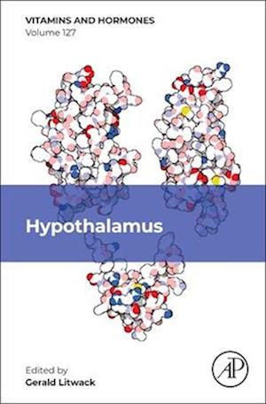 Hypothalamus