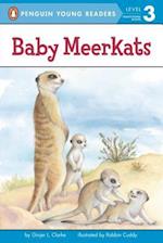 Baby Meerkats