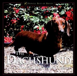 Dachshund