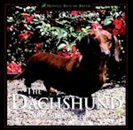 Dachshund