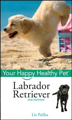 Labrador Retriever