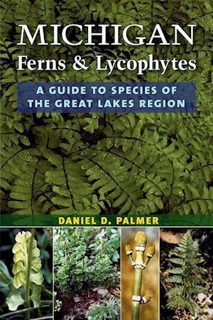 Michigan Ferns and Lycophytes