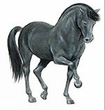 Favorite Horse Stickers