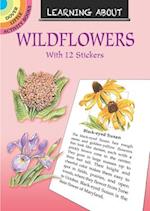 Learning about Wildflowers