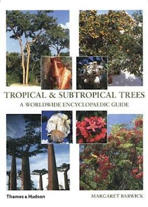 Tropical & Subtropical Trees