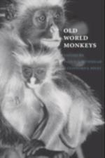 Old World Monkeys