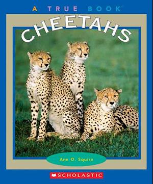 Cheetahs