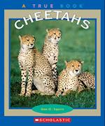 Cheetahs