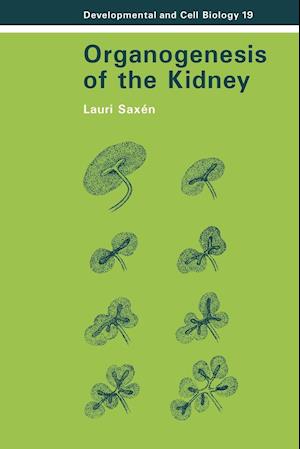 Organogenesis of the Kidney