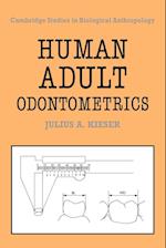 Human Adult Odontometrics