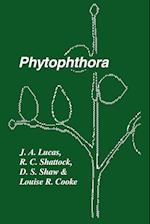 Phytophthora