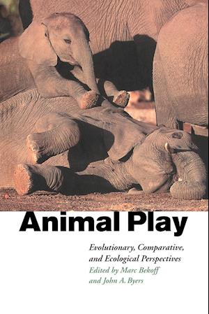 Animal Play