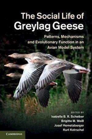 The Social Life of Greylag Geese