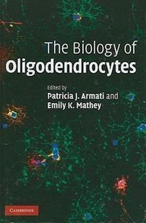 The Biology of Oligodendrocytes