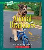 Animal Brainiacs (True Book