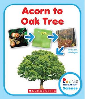 Acorn to Oak Tree (Rookie Read-About Science