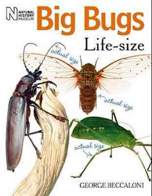 Big Bugs Life-Size