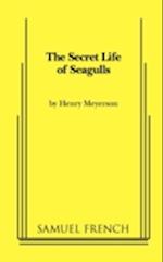 The Secret Life of Seagulls