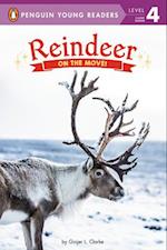 Reindeer