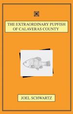 Extraordinary Pupfish of Calaveras County