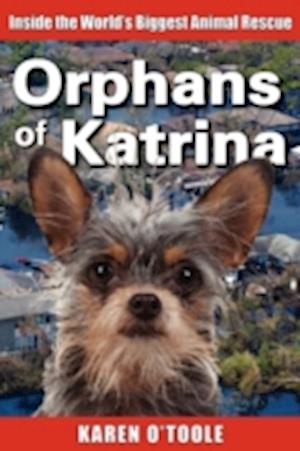 Orphans of Katrina