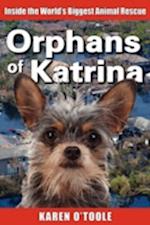 Orphans of Katrina