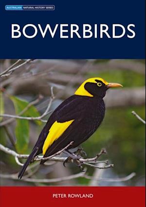 Bowerbirds