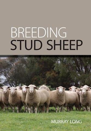 Breeding Stud Sheep