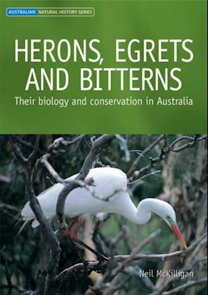 Herons, Egrets and Bitterns